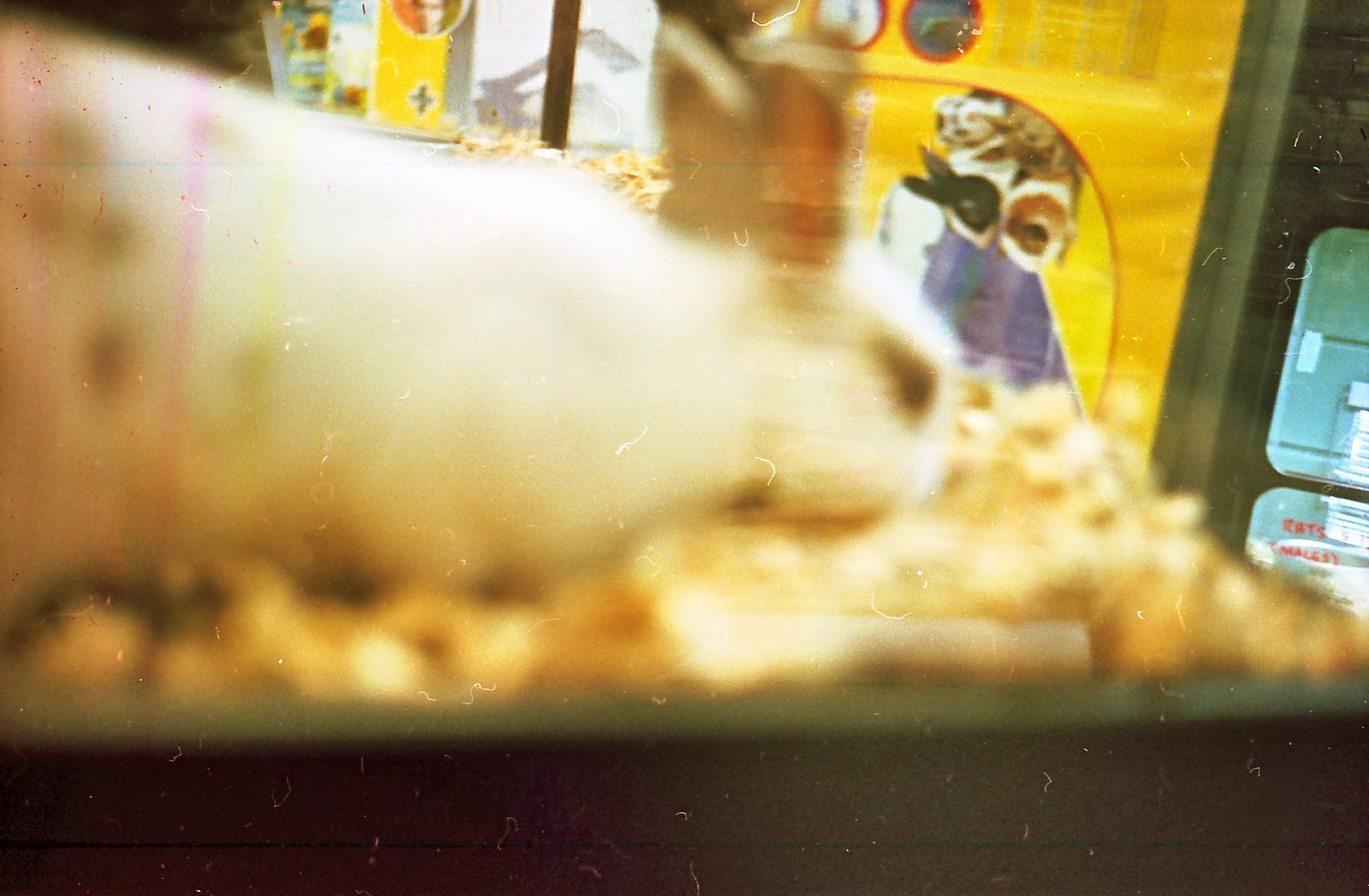 IN BETTER TASTE: PEANUTS/DROPPED HAMSTER/C2/XMAS TREE/SPIRITED AWAY