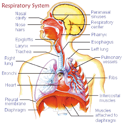 external image respiratory_system.gif