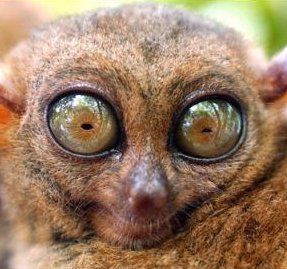 Lemur Big Eyes
