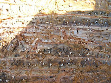 Pine Beetle Damage