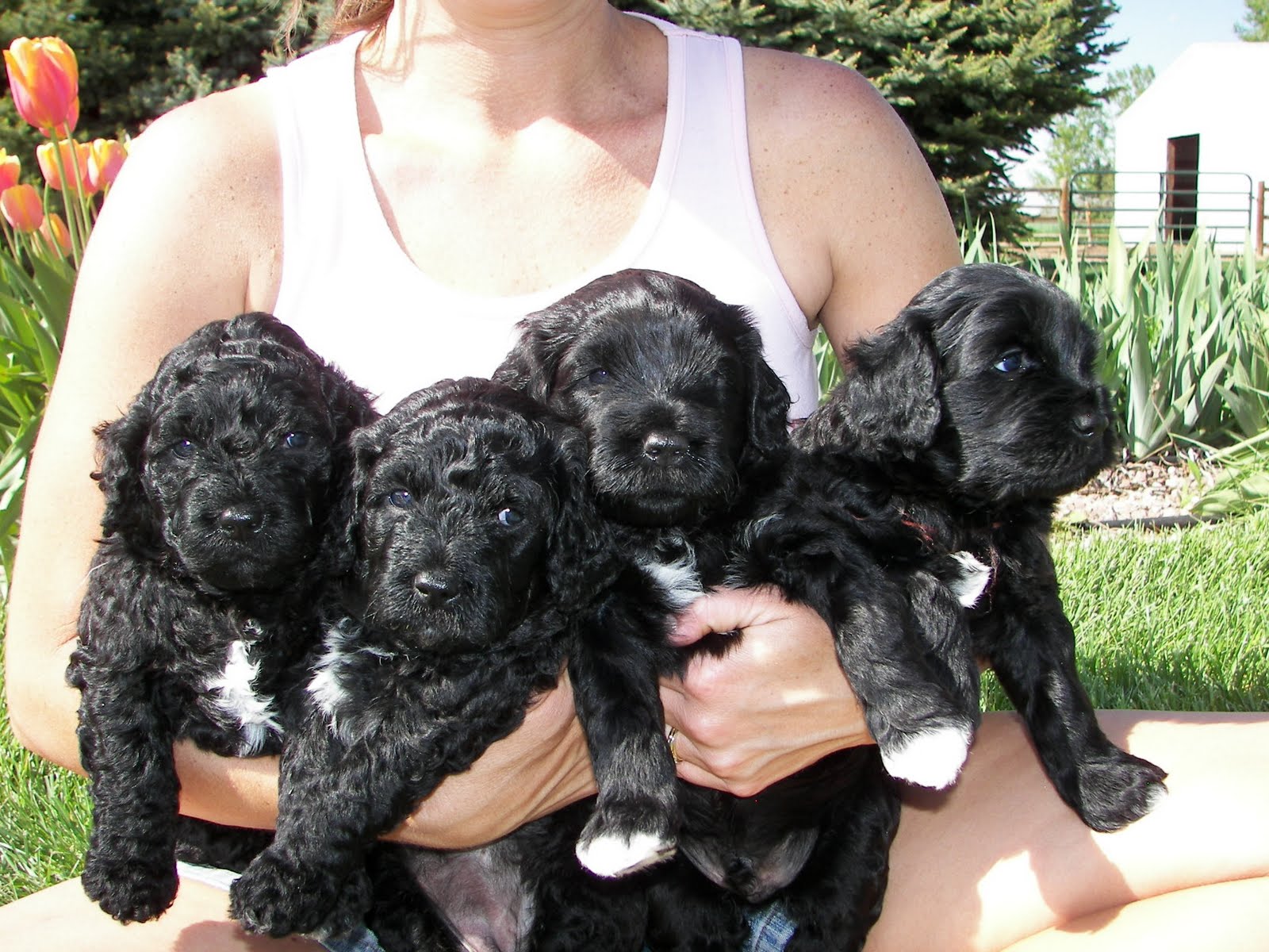 Pili Lani Portuguese Water Dogs