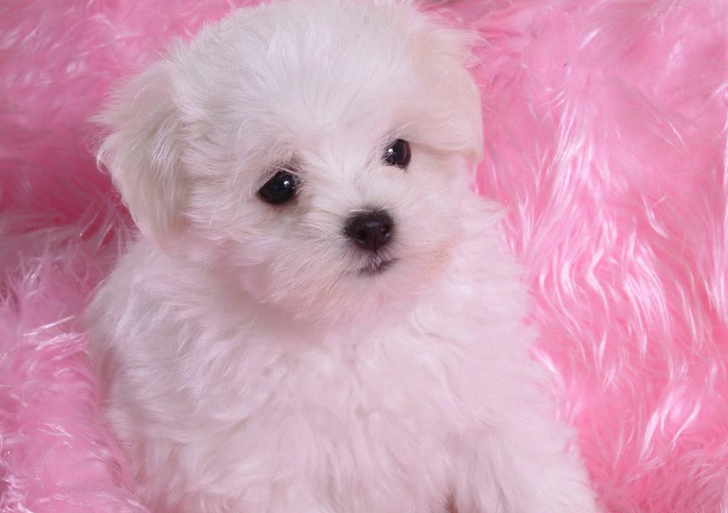 babies puppies baby puppies pictures to pin on pinsdaddy babies puppies baby puppies pictures to pin on pinsdaddy