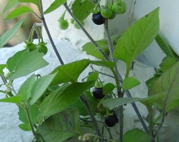 Backyard Grocery Gardening: Wonderberries