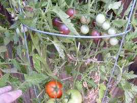 Backyard and Indoor Grocery Gardening: Spacing in Square Foot Raised