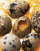 Homesteading Basics: How to Raise Quail Indoors