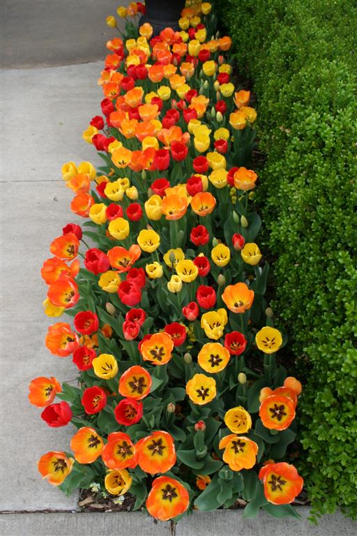 [Garden Spring 10 018 (Large).JPG]