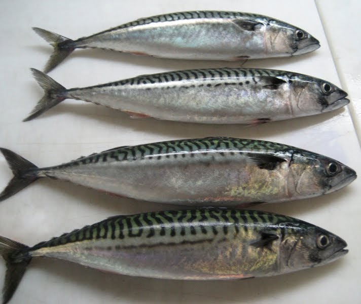 Food Issues more about the threat to mackerel