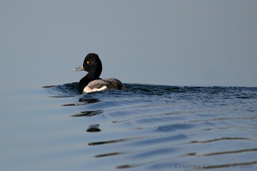 [IMG_0097 scaup.jpg]