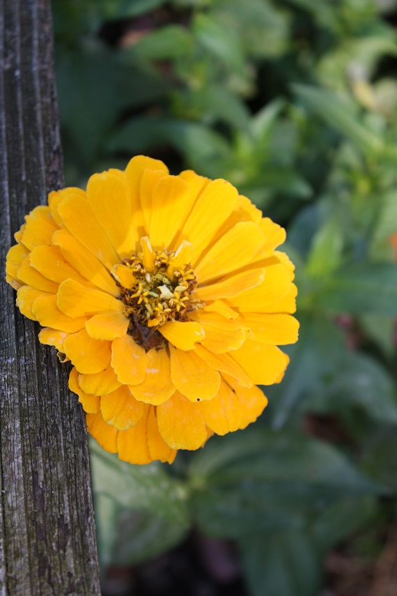 Vegan Epicurean Smokey BlackEyed Peas and Mushrooms over Green Rice