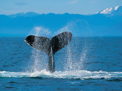 ¡¡Las ballenas en el Sur de la Rep. Arg.!!