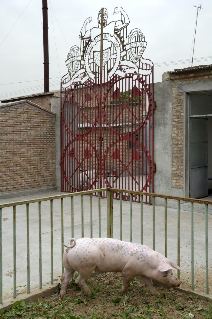 Inked Oinkers: Tattooed Pigs by Wim Delvoye (UPDATED PICS)