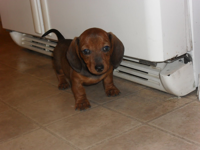 One of my little Mini Dachshounds(Dock- Sins)
