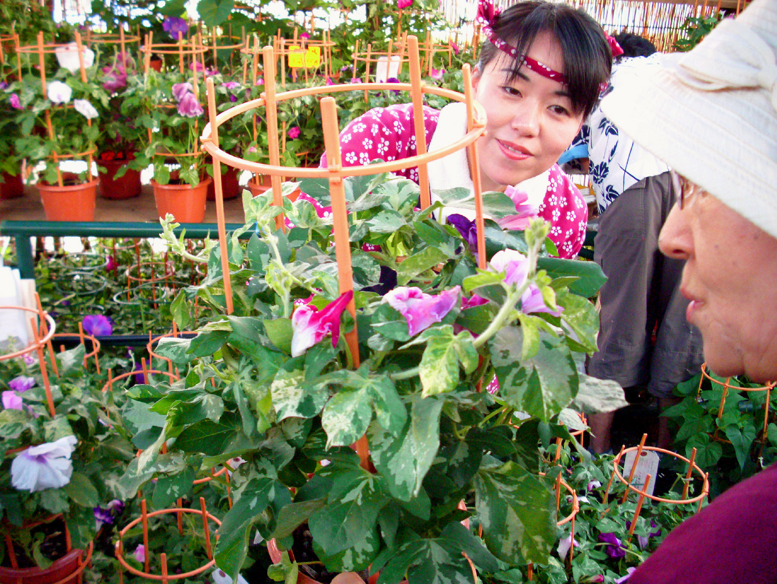 [1_iriya-asagao.jpg]