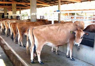 Manual técnico de manejo de bovinos