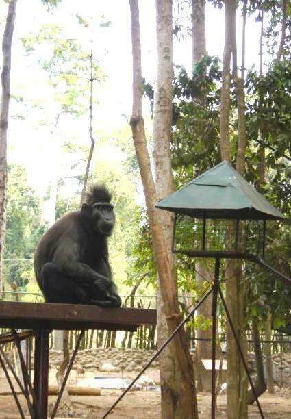 [monkey1.JPG]