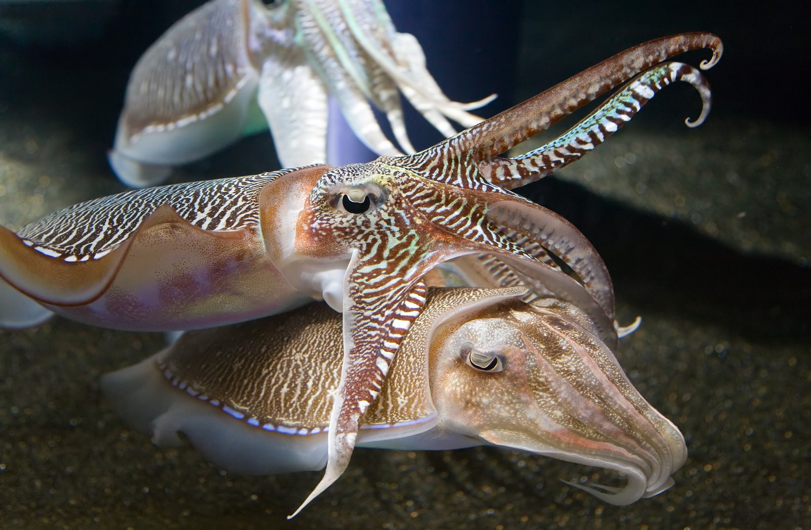 [Cuttlefish.jpg]