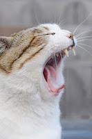 Photo of a cat yawning.