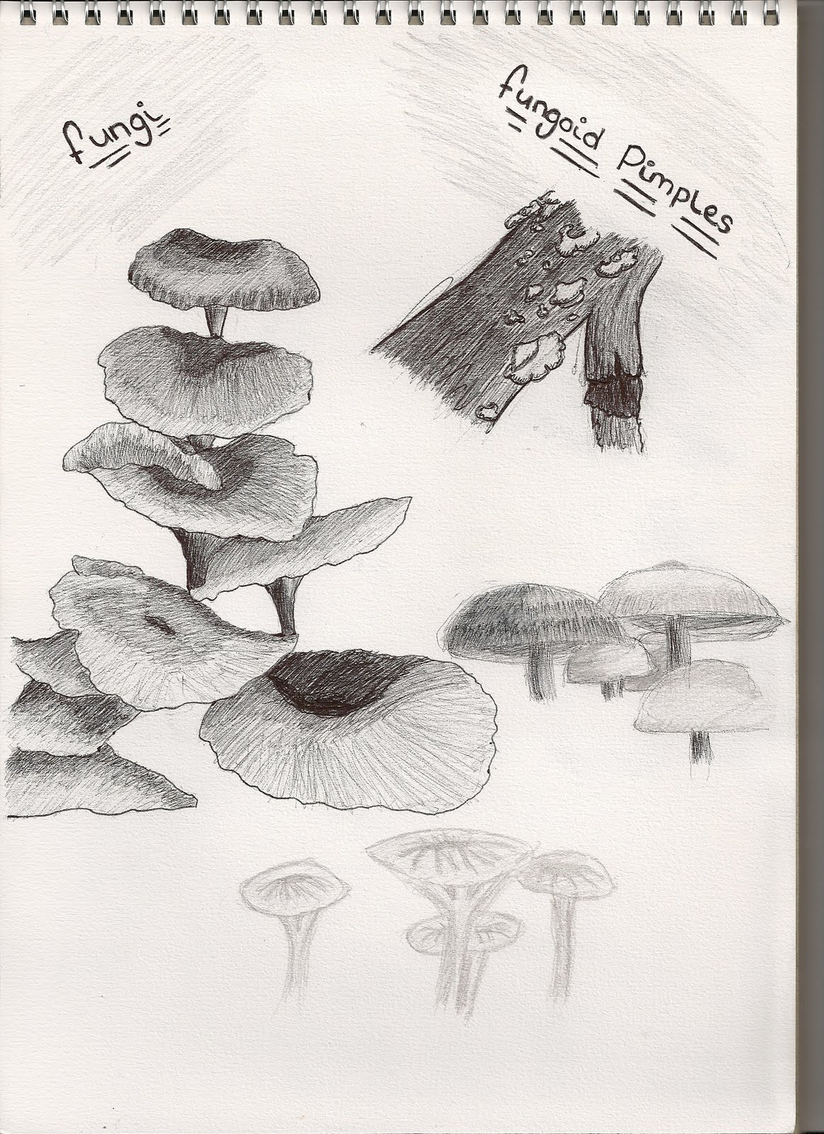 [environment+1+fungi+thumbnails0001.jpg]