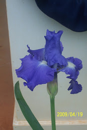 Iris Finally Blossomed Monday