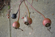 rose apples