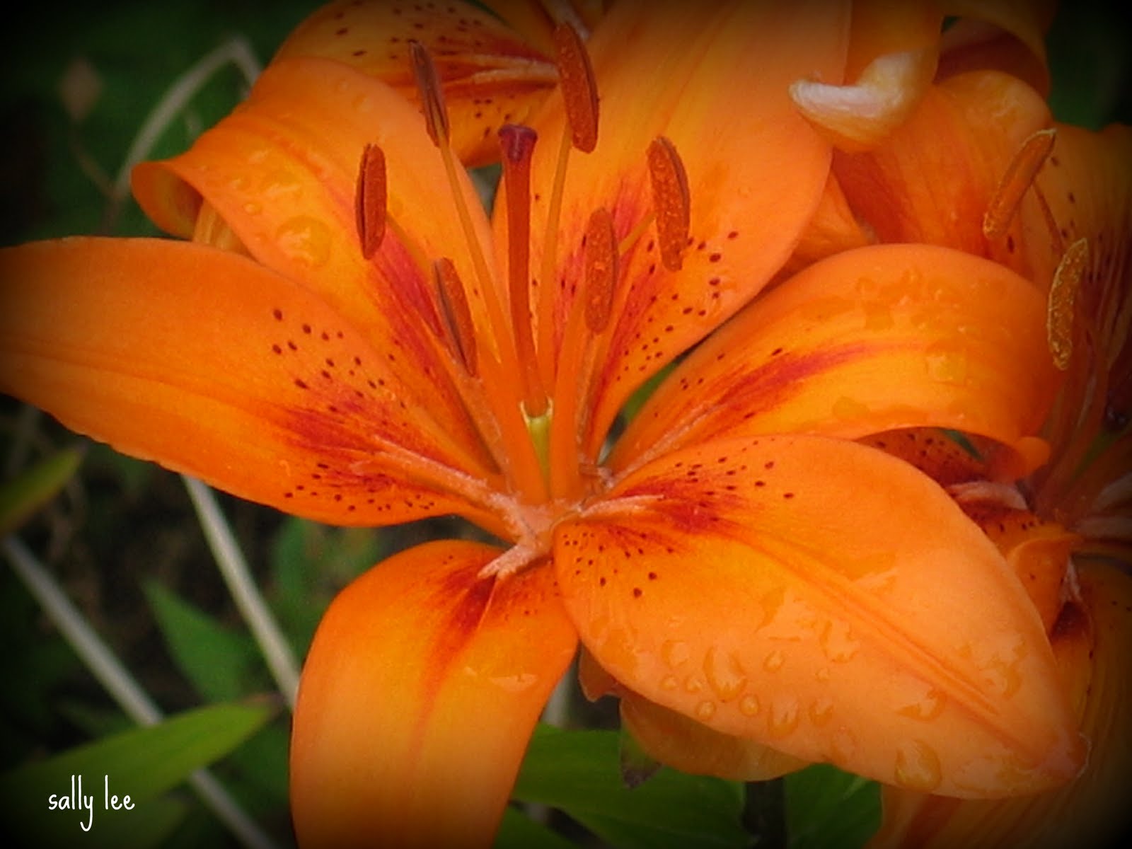 [Spring+09+Lily+in+Bloom.jpg]