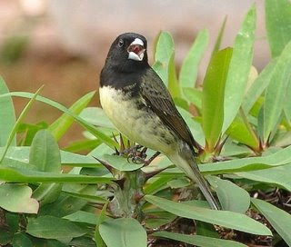 Papa-capim fêmea (Soporophila nigricollis), Fotografado na …