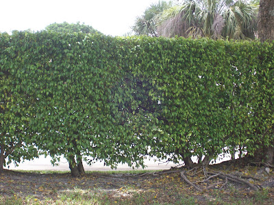 Bushes%2B2008-07-09%2B087.jpg