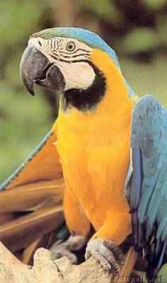 Animales Que Vuelan