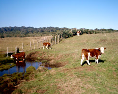 Unos hermosos hereford