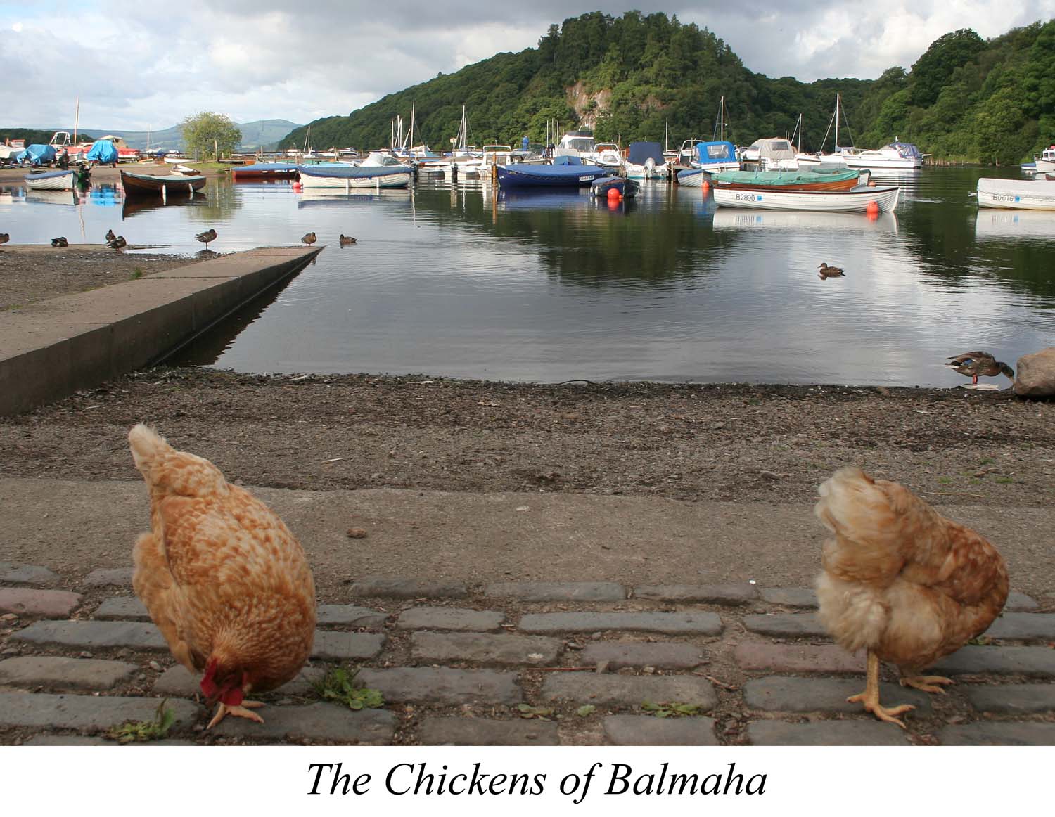 [IMG_3033_The+Chickens+of+Balmaha_edited-1.jpg]