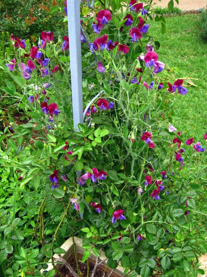 Climbing Sweet Pea
