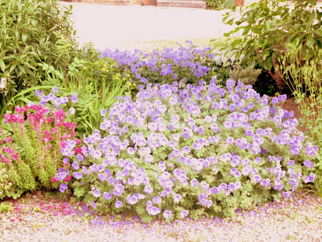 Summer Flowers in The Garden