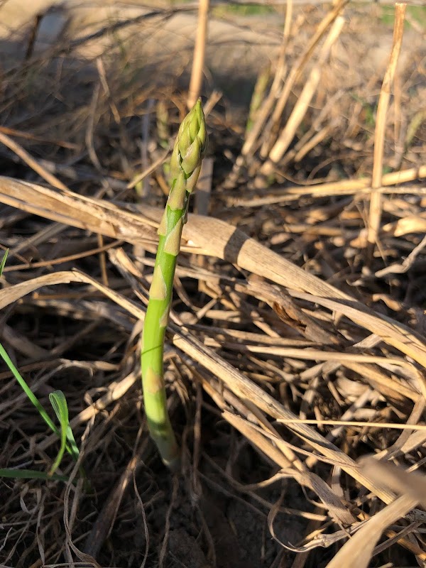 Mountain Edibles Asparagus officinalis
