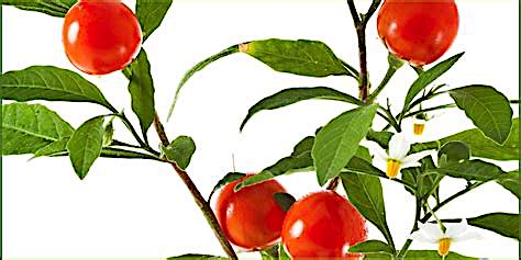 Ashwagandha :The immunity  Bomb Find out scientific facts