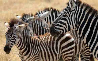 जेबरा ची माहिती ▷ some facts about zebra in hindi जेबरा ची माहिती ▷ some facts about zebra in hindi