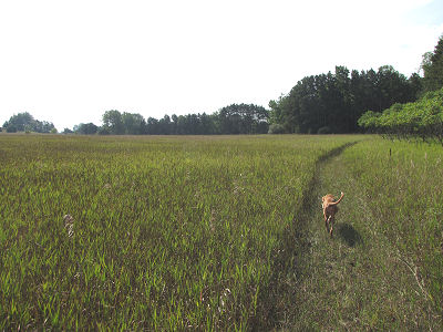 dog walking in a grassy trail