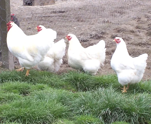 broiler farming, broiler poultry farming, broiler chicken farming, how to start broiler farming, meat chicken farming, broiler poultry production, meat chickens