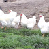 Raising Chickens For Meat