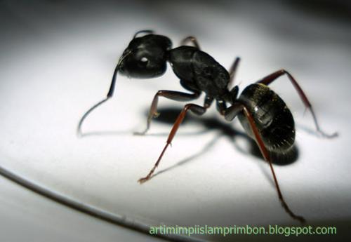 Tafsir Mimpi Melihat Semut Menurut Islam, Benarkah Ini Pertanda Baik? -  Semua Halaman - Suar