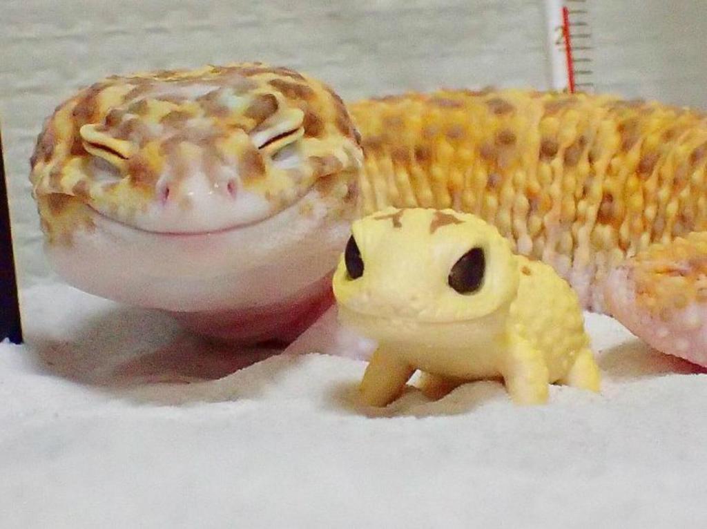 O GRITO DO BICHO 2: Esta lagartixa não para de sorrir quando está ...