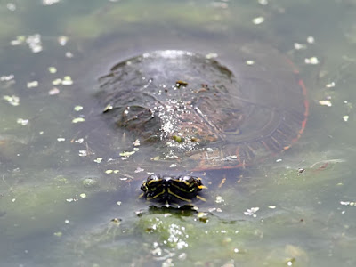 painted turtle under the water