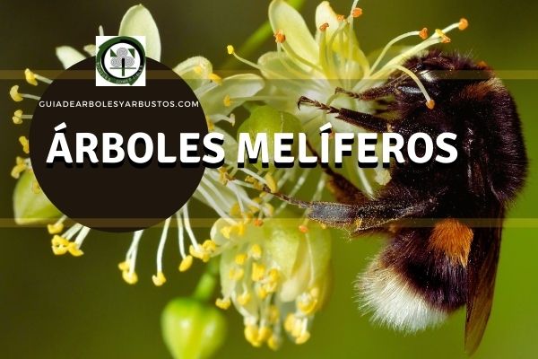 Valiente Simposio Búho GUÍA DE ÁRBOLES Y ARBUSTOS : Árboles melíferos