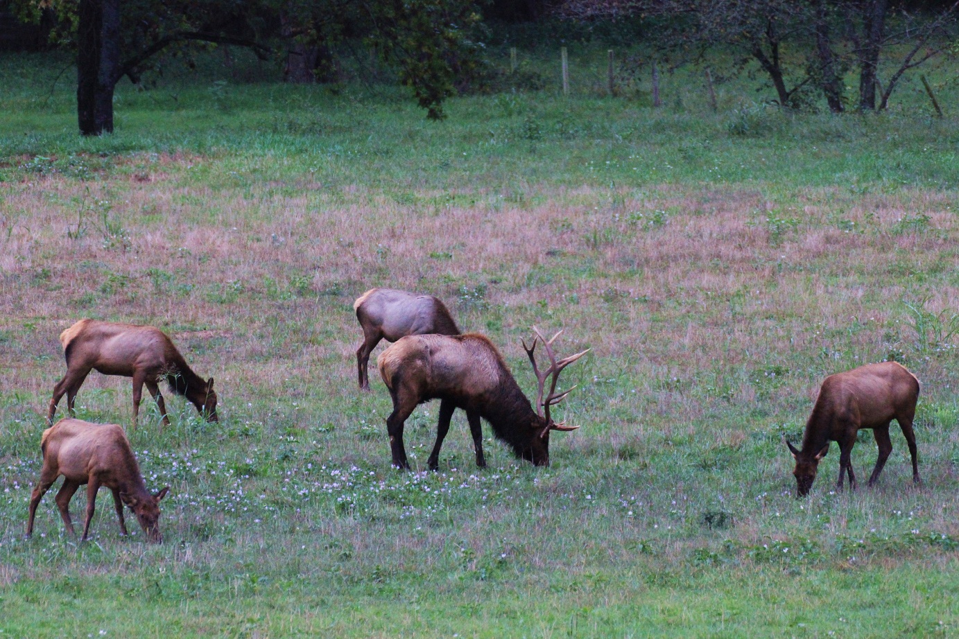 Art of the Day Elk in Arkansas