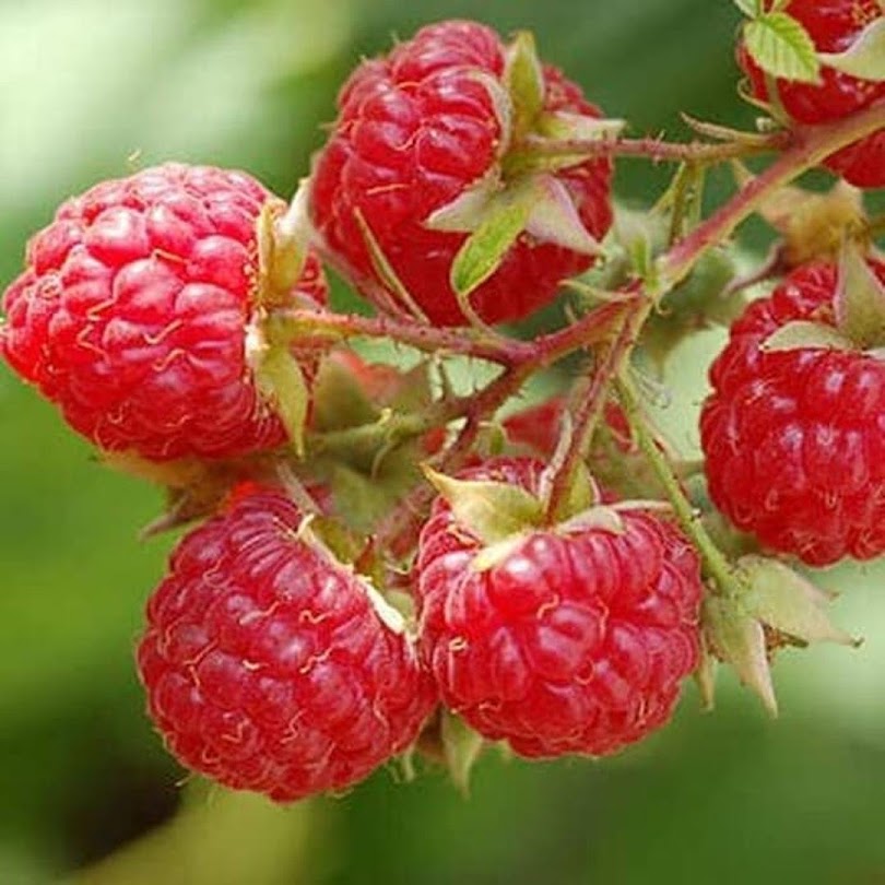 bibit tanaman buah raspberry raspberri rasberri rasberry rusberry Parepare