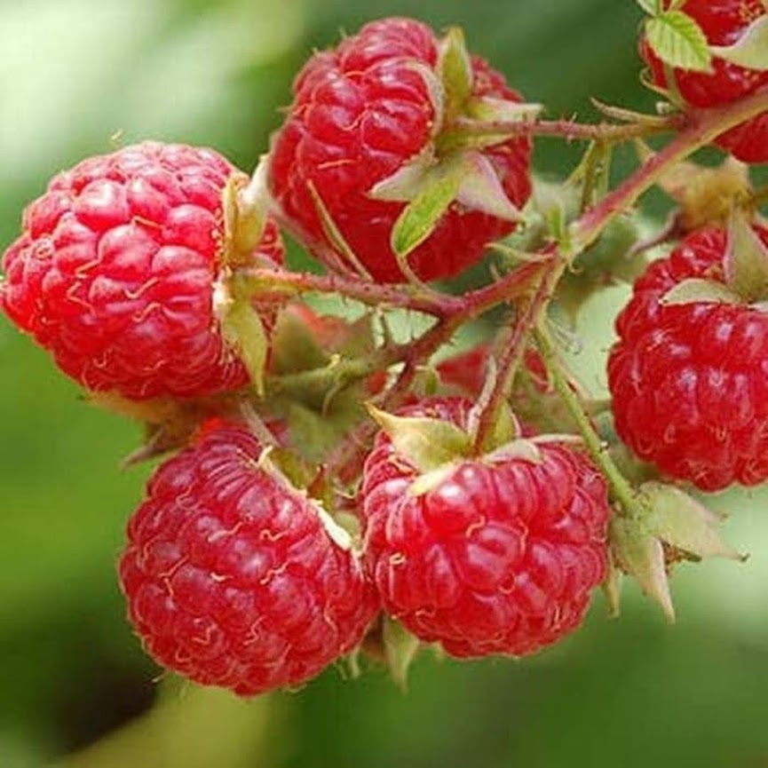 bibit tanaman buah raspberry raspberri rasberri rasberry rusberry Jawa Tengah