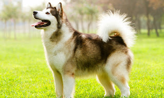 alaskan malamute pris