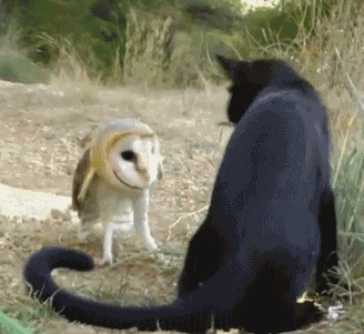 Baby%252520owl%252520play%252520fighting%252520with%252520a%252520cat.gif