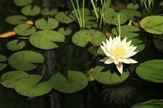 Lotus Flower HD wallpapers