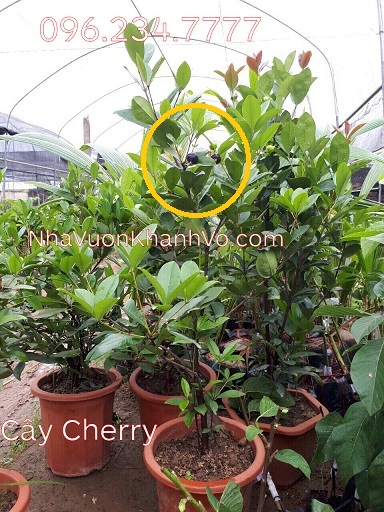 Mua bán rao vặt: Cherry đang ra trái, yên tâm trồng ở Việt Nam Cay-cherry-khanh-vo-8