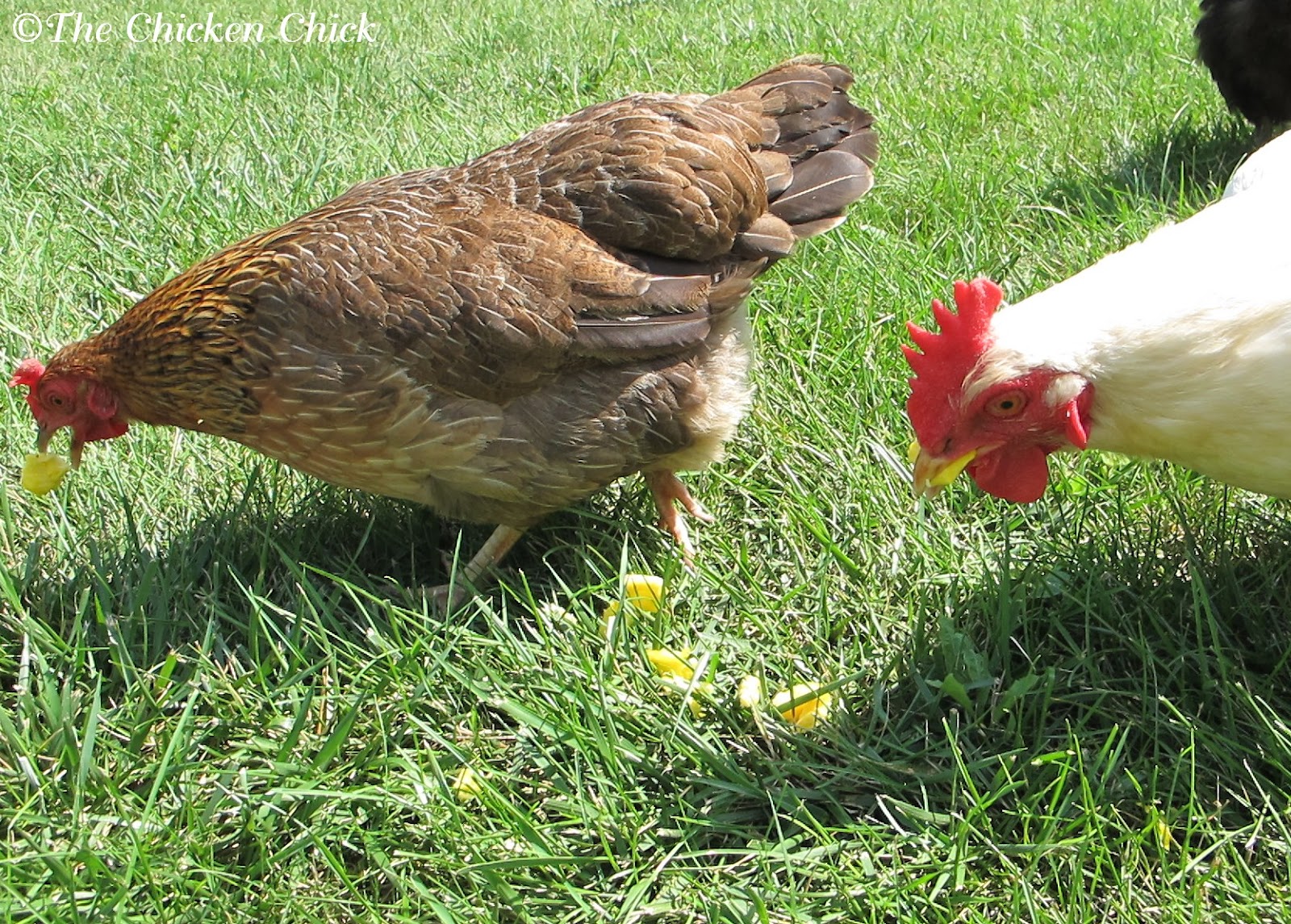 Курица первого дня. Курица ест траву. Зерновые куры. Домашняя курица Живая. Корм для куриц.